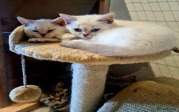 British Shorthair cats for sale: Beautiful British shorthaired kittens  - Image 3