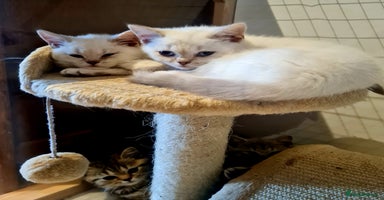 British Shorthair cats - Advert 6
