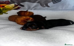 Miniature Dachshund dogs for sale: Miniature Smooth Dachshund Puppies  - Image 11