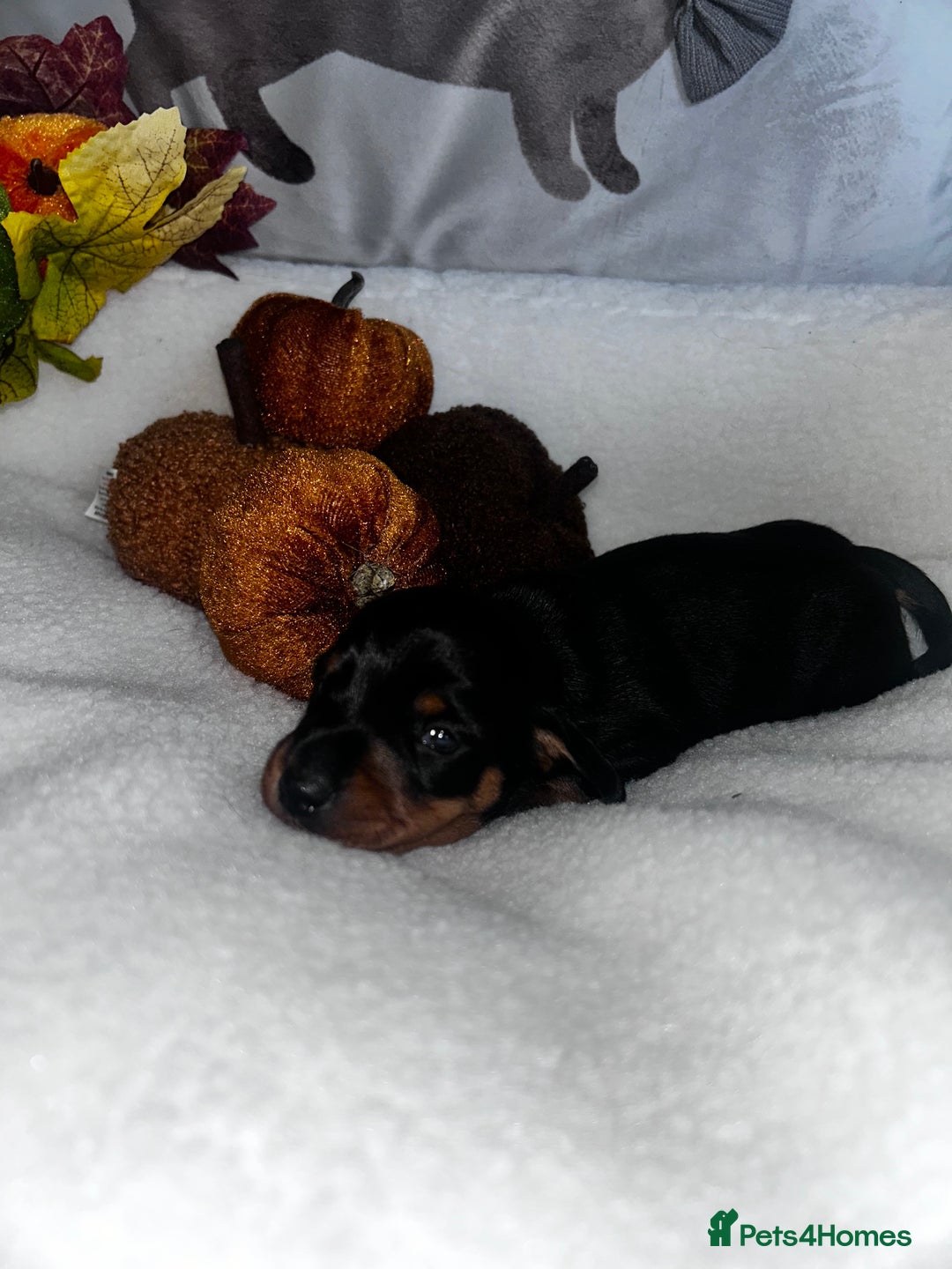 Miniature Dachshund dogs for sale: Miniature Smooth Dachshund Puppies  - Image 11