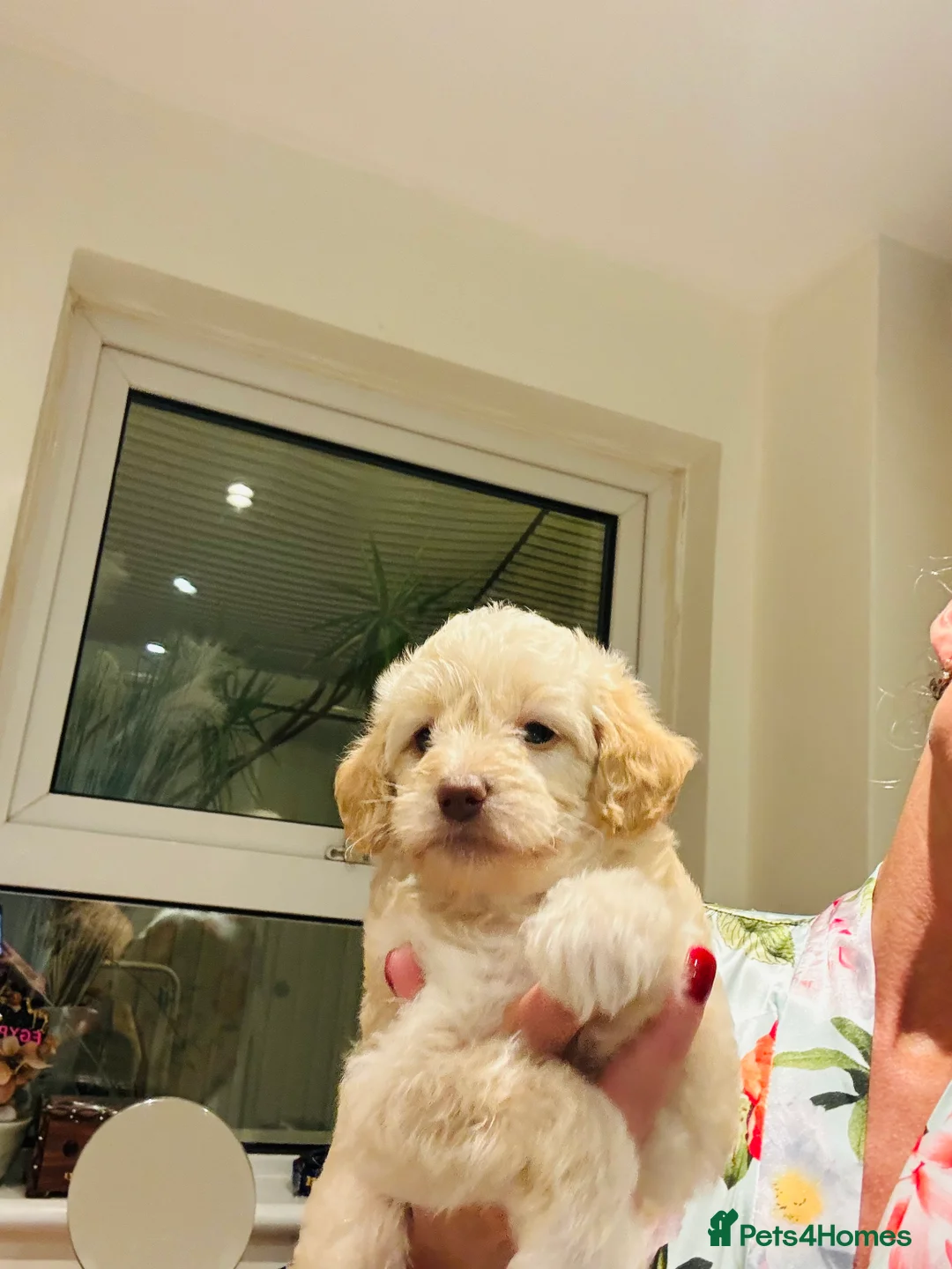 Cockapoo dogs for sale: Beautiful healthy cockapoo - Advert 10