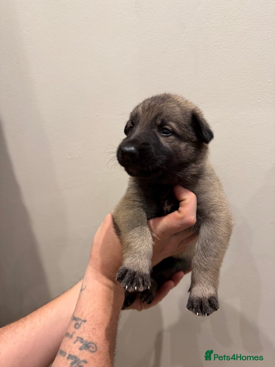 Mixed Breed dogs for sale: Shepinios puppies  - Advert 19