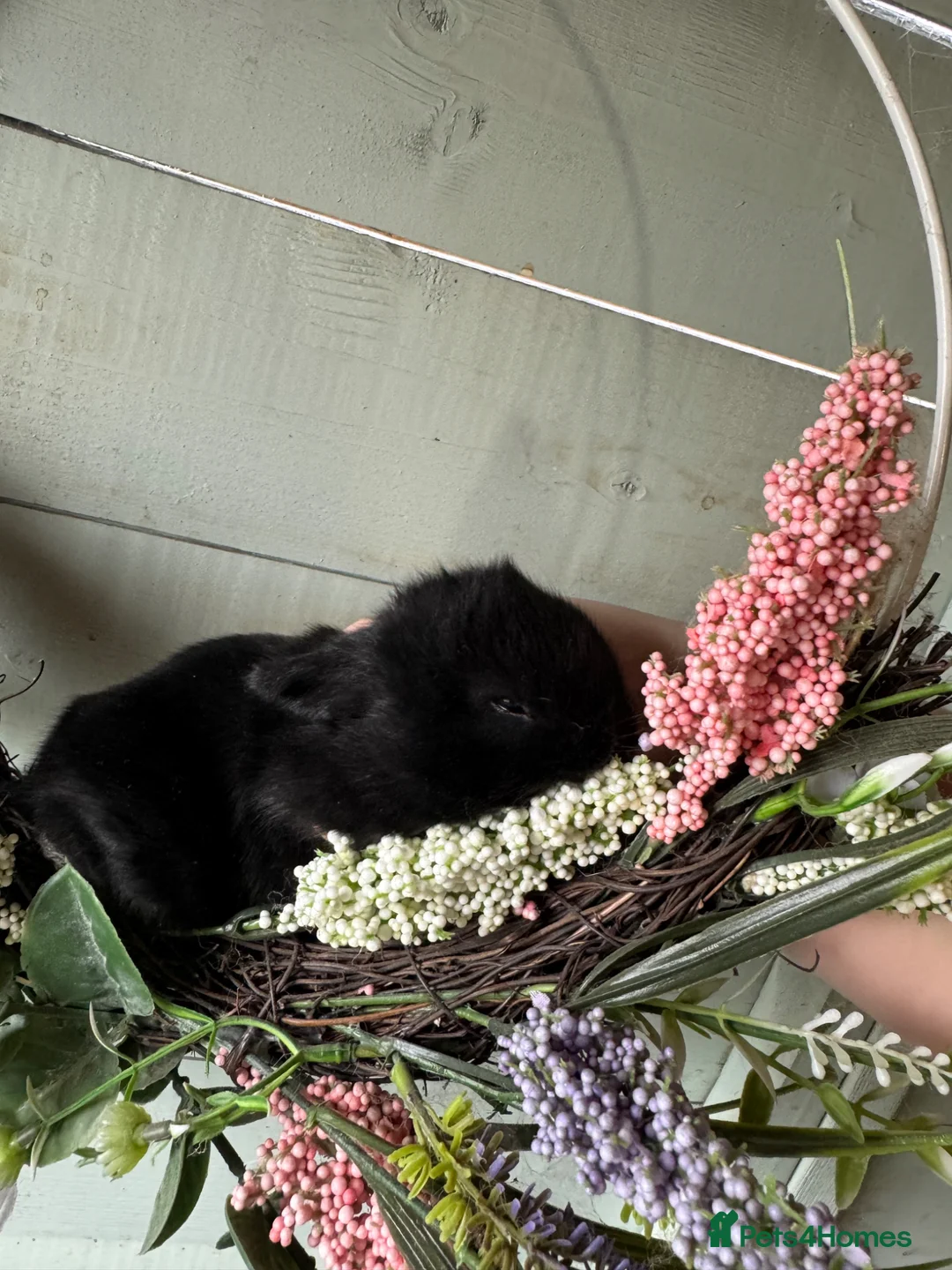 Netherland Dwarf rabbits for sale: 3 Netherlands Dwarf rabbits - Advert 4