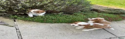 Cavalier King Charles Spaniel dogs for sale: HEALTH CHECKED PUPPIES READY NOW in Oldham - Advert 4