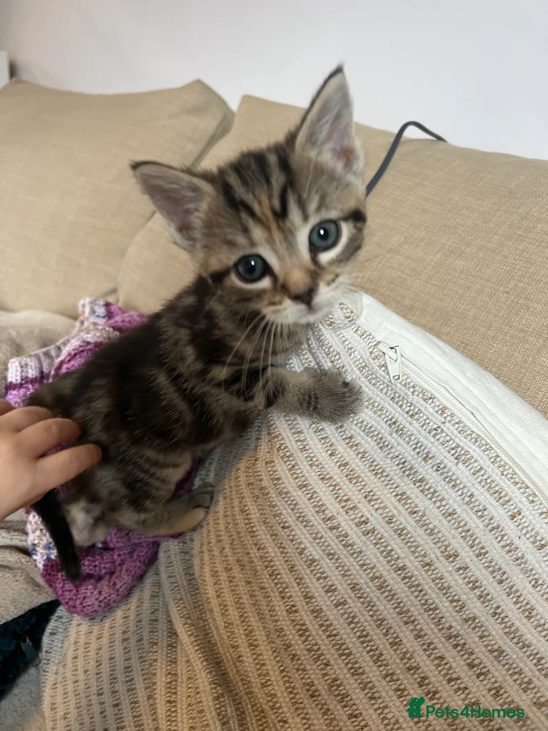 Maine Coon cats for sale: Two Beautiful Male Kittens - Advert 5