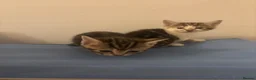 Mixed Breed cats for sale: Adorable playful kittens  - Advert 3