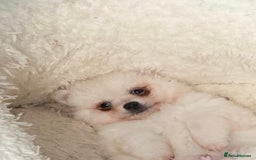 Pomeranian dogs for sale: Pomeranian Pups - Image 2