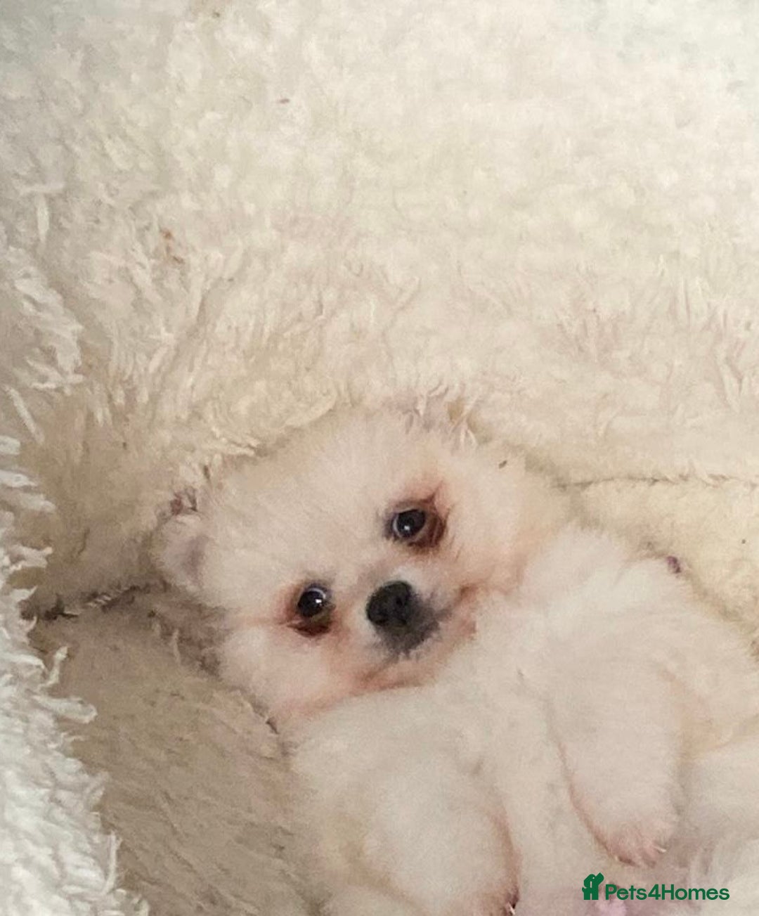 Pomeranian dogs for sale: Pomeranian Pups - Image 2