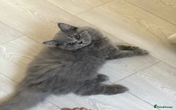 British Shorthair cats for sale: Champion Bloodline British Shorthair & Longhair - Image 14