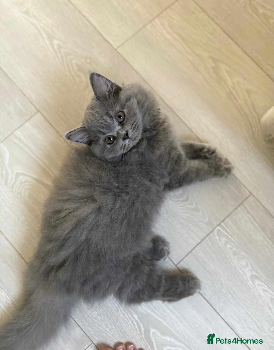 British Shorthair cats for sale: Champion Bloodline British Shorthair & Longhair - Image 14