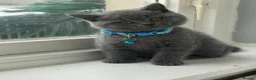 British Shorthair cats for sale: Stunning Full pedigree BSH KITTENS ( GCCF REG )  - Advert 15