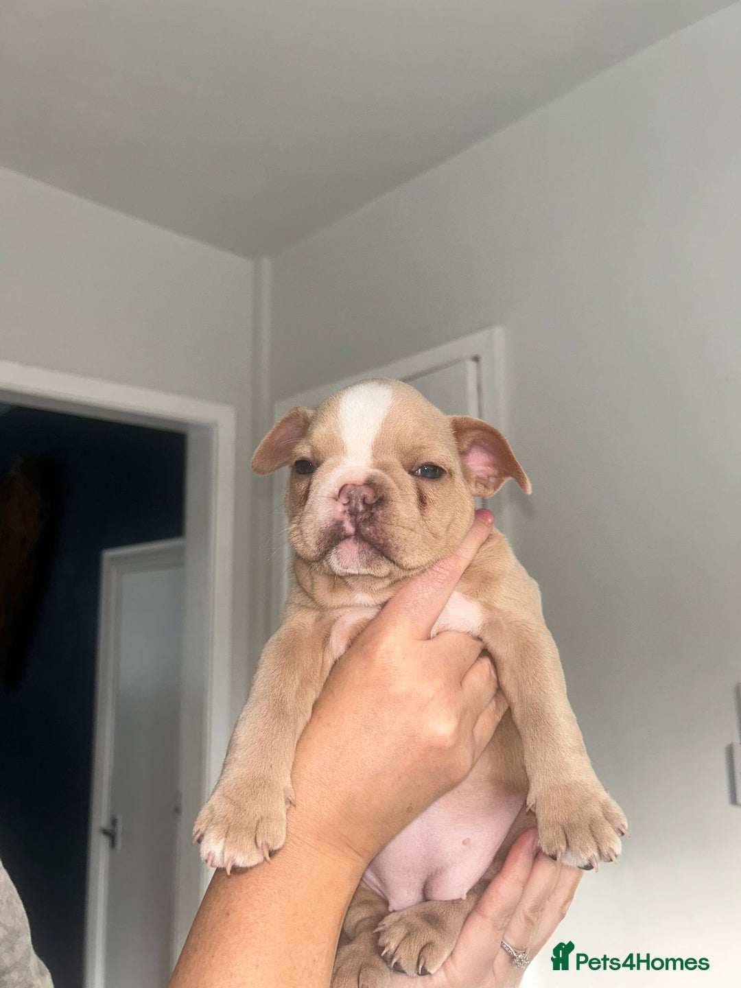 Mixed Breed dogs for sale: French pomerdogs  - Image 1