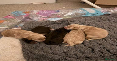 Cockapoo dogs - Advert 16