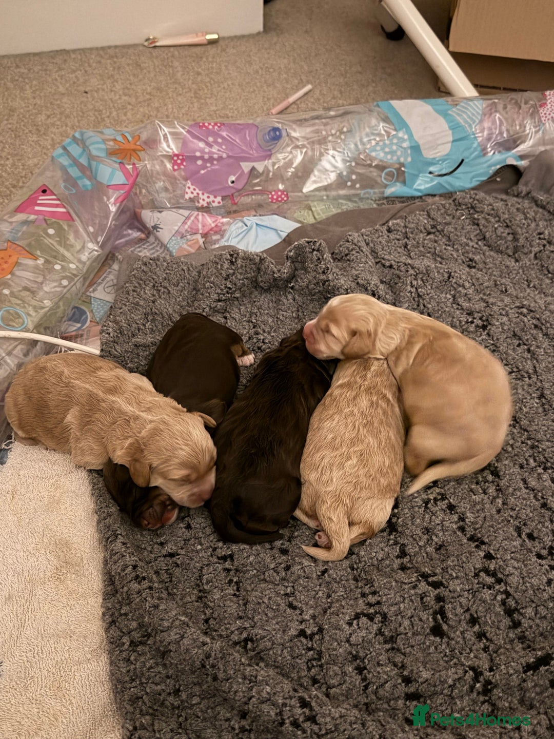 Cockapoo dogs for sale: Beautiful F1 cockapoo puppies  - Image 2
