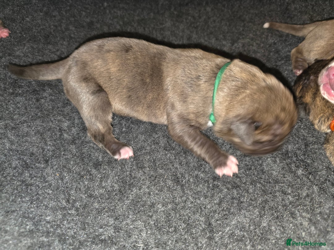 Boxer dogs for sale: Beautiful Boxer cross - Image 23