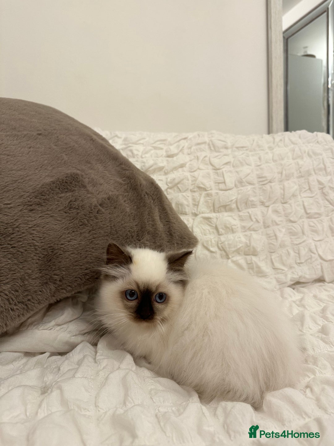 Ragdoll cats for sale: Gorgeous full pedigree ragdoll kittens - Advert 14