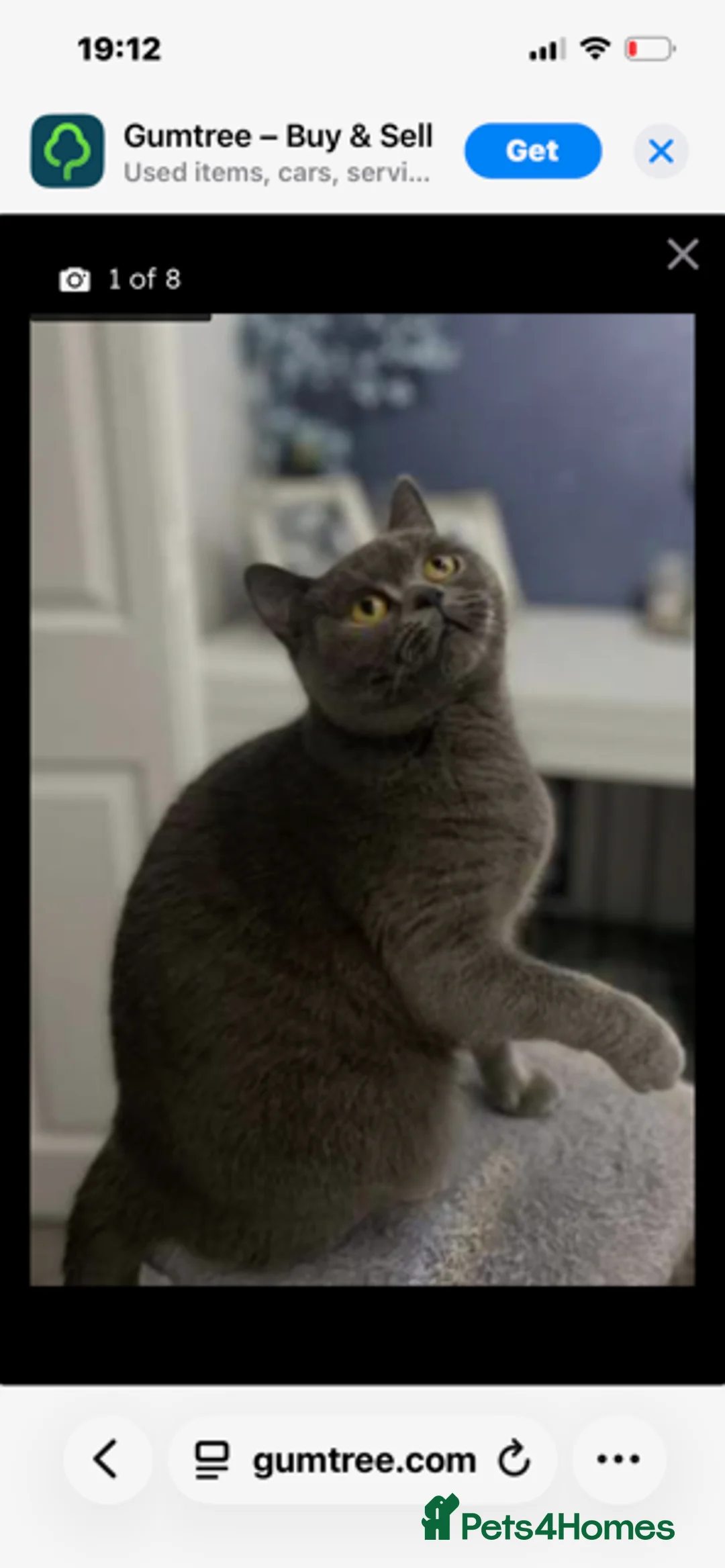 British Shorthair cats for sale: British Short Hair in Wolverhampton - Advert 3