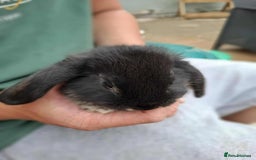 Mini Lop rabbits for sale: Mini lop bunnies  - Image 2