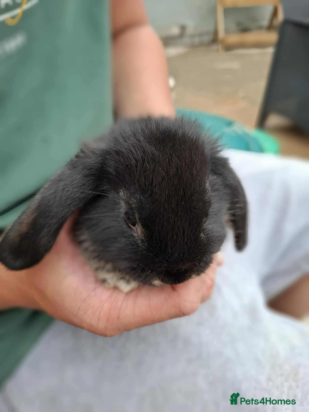 Mini Lop rabbits for sale: Mini lop bunnies  - Image 2