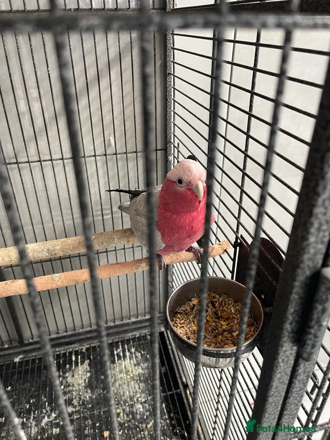 Cockatoo birds for sale: Galah cockatoo  - Advert 3