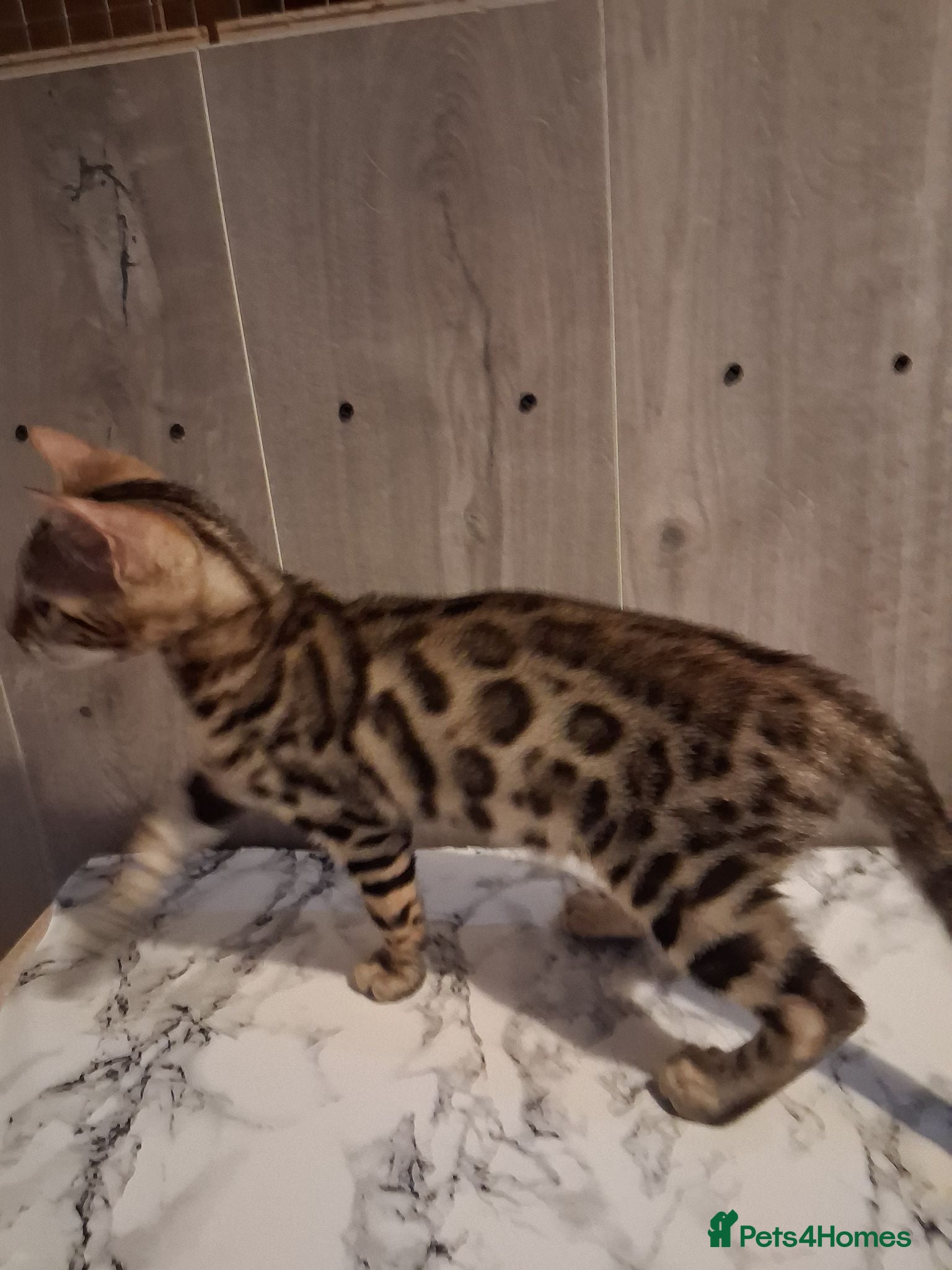 Bengal cats Top quality Bengal Kittens  - Advert 1