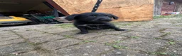 Bordoodle dogs for sale: 🩷 Beautiful F1 Bordoodle puppies 2 left 🩷 in Wokingham - Advert 7