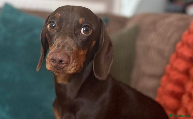 Miniature Dachshund dogs - Advert 7