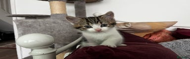 Kitten 3 - female £200