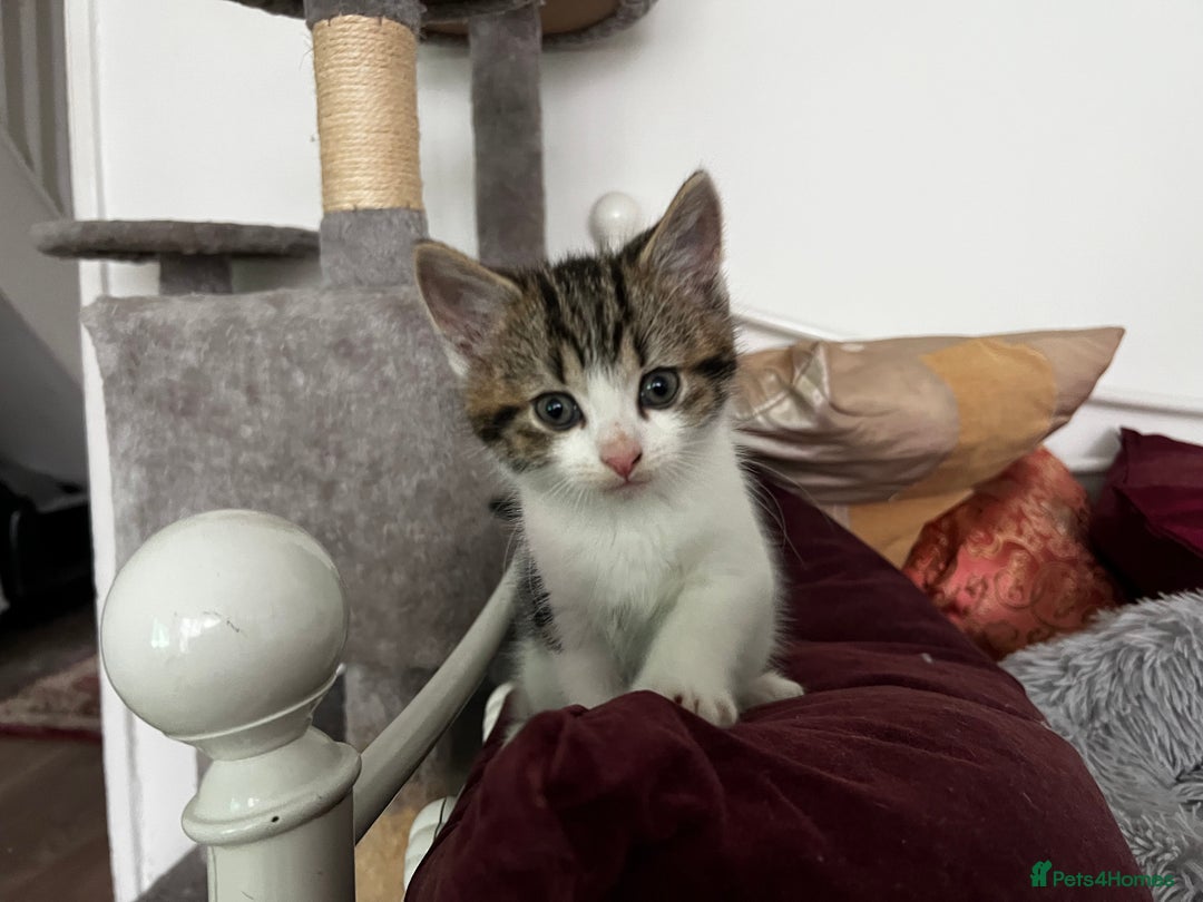 American Shorthair cats for sale: Adorable Tabby Kittens – Ready for Forever Homes - Advert 7