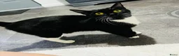 Mixed Breed cats for sale: Half Russian blue kittens  - Advert 8