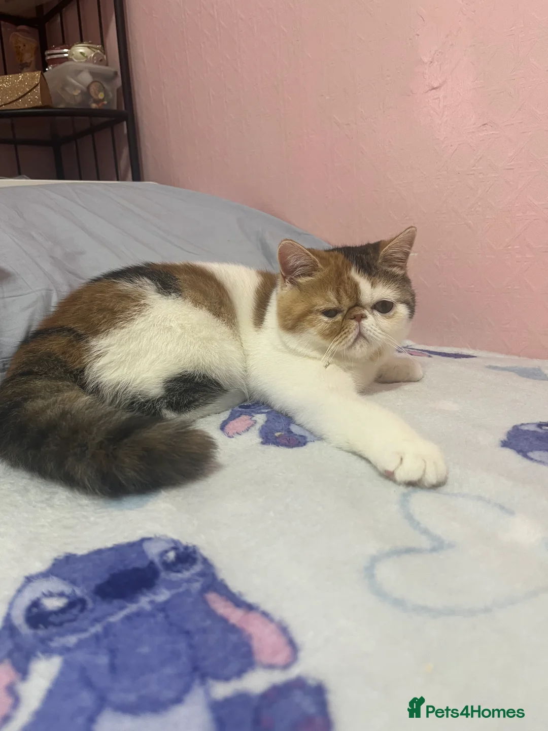 Persian cats for sale: Beautiful exotic CFA registered kittens - Advert 1