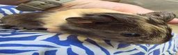 Guinea Pig rodents for sale: Female guinea pigs  - Advert 3