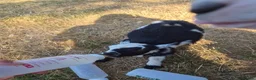 Goats livestock for sale: YOGA pygmy goats DISBUDDED, BOTTLE FED - Advert 4