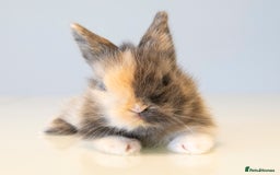 Lionhead rabbits for sale: Last girl! Quality Double-maned Lionhead Bunnies - Image 4