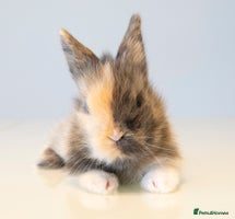 Lionhead rabbits - Advert 1