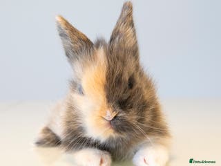 Lionhead rabbits **New Litter** Double-maned Lionhead Bunnies - Advert 12