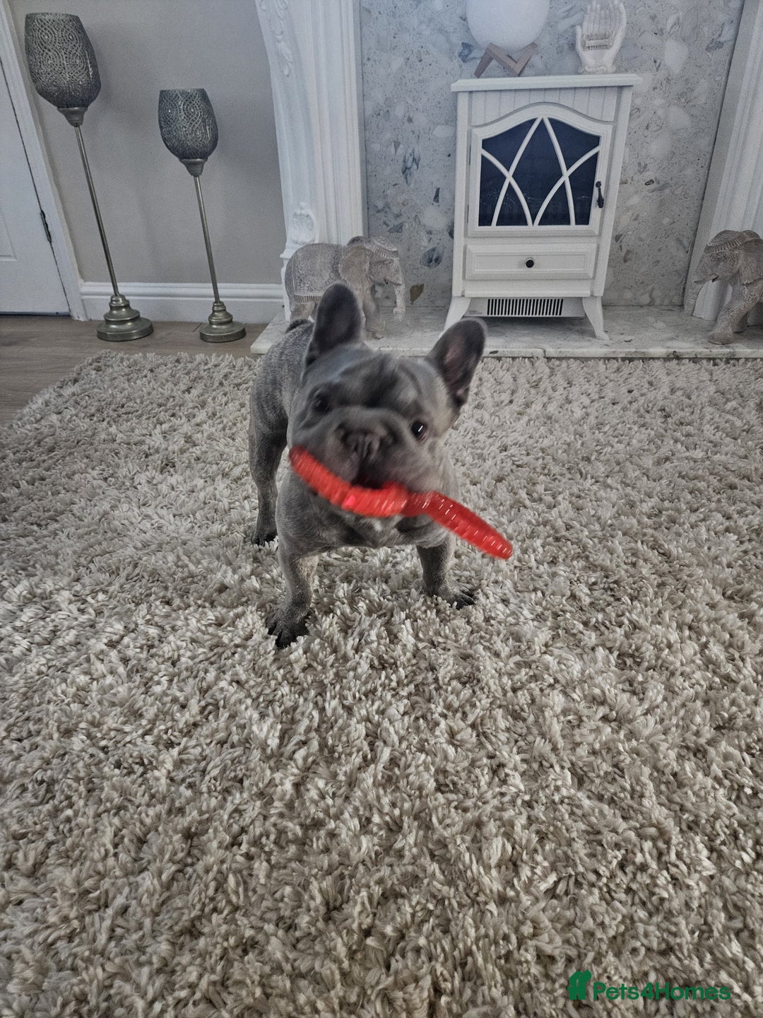 French Bulldog dogs for sale: 2 year old Blue Brindle French Bulldog - Image 3