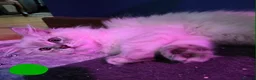 Siberian cats for sale: Beautiful Siberian kittens - Advert 6