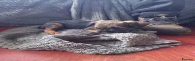 Border Terrier Puppy 2