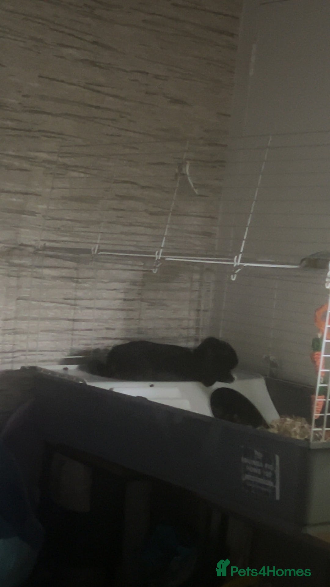 English rabbits for sale: Male rabbit needing a home - Advert 4