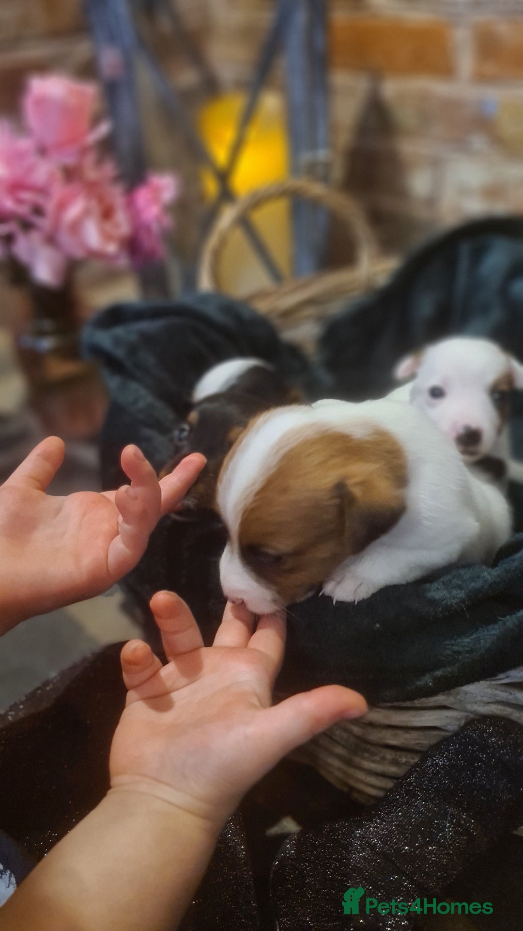 Jack Russell dogs for sale: Lovely Jack russell puppies. - Image 20