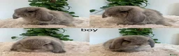 Mini Lop rabbits for sale: Mini Lop babies  - Advert 4