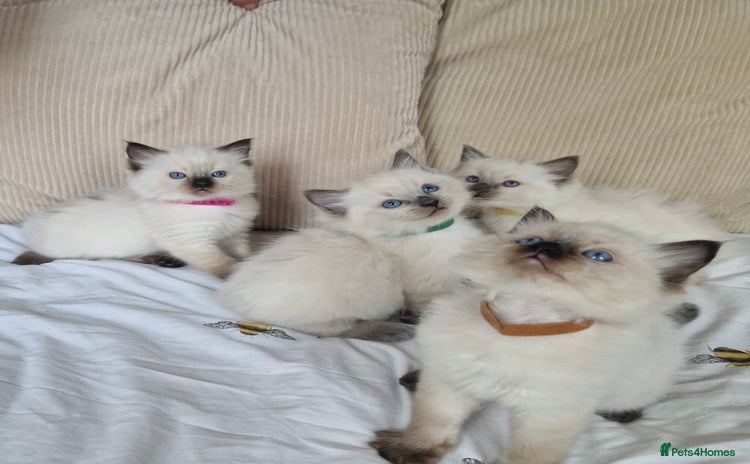 Ragdoll cats - Advert 1