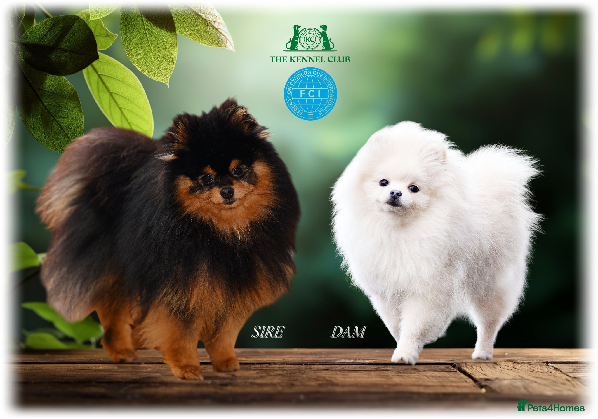 Pomeranian dogs KC POMERANIANS CHIA LI YA LINES DUE 01.06.26 - Advert 2