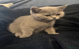 British Shorthair cats for sale: Cutie Female British Short Hair - Image 1