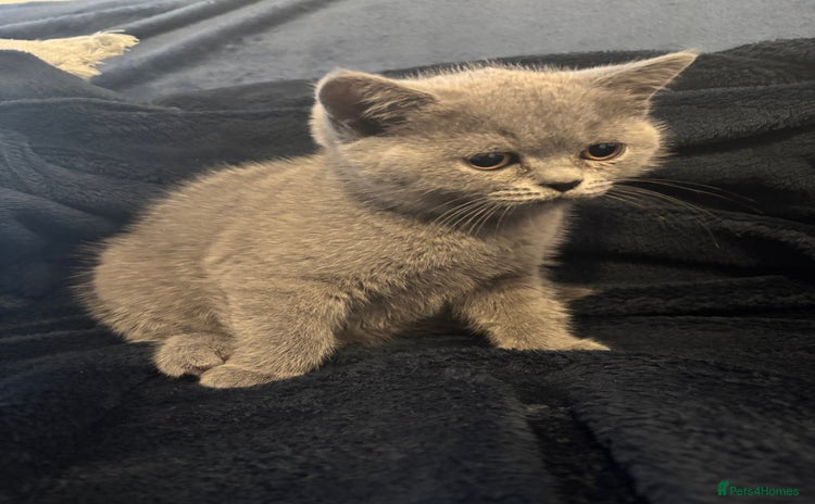 British Shorthair cats - Advert 6