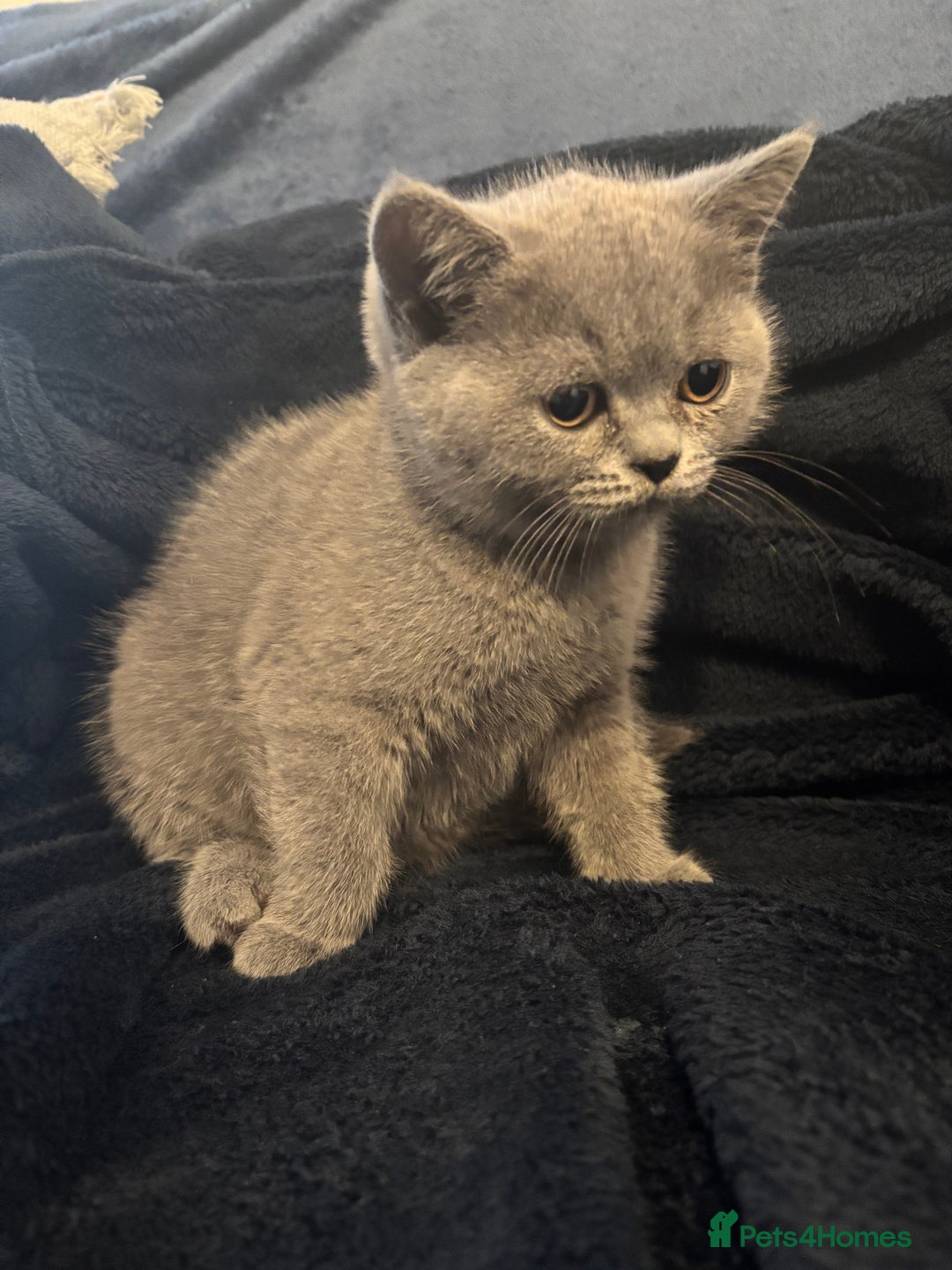 British Shorthair cats for sale: Cutie Female British Short Hair - Image 1