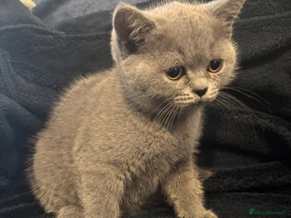 British Shorthair cats - Advert 2