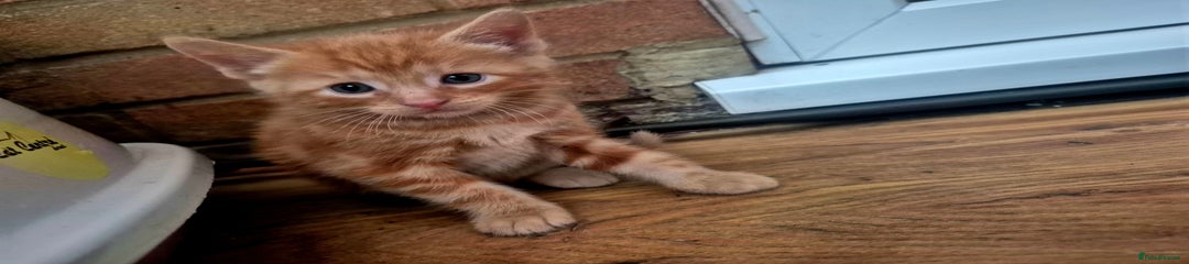 Mixed Breed Kitten 1