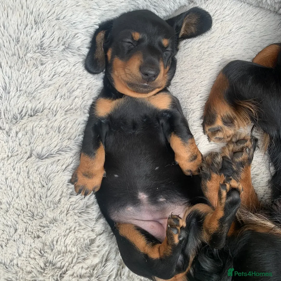 Miniature Dachshund dogs for stud: ** ROGUEROYALES STUD DASH ** PRA Clear in Wolverhampton - Advert 15